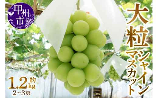 甲州市産厳選旬の大粒シャインマスカット 約1.2kg 2～3房【2026年発送】（MG）B12-472