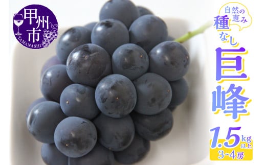 産地直送 山梨自然の恵み！種なし巨峰 3～4房 1.5kg以上【2026年発送】（LKS）B12-162