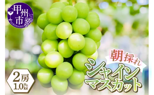 感謝を込めて最高の朝採りシャインマスカットをお贈りします！1.0kg以上（2房）【2026年発送】（LMS）B-416