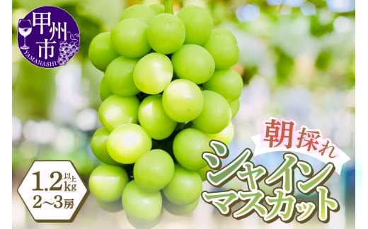 感謝を込めて最高の朝採りシャインマスカットをお贈りします！1.2kg以上（2～3房）【2026年発送】（LMS）B12-476