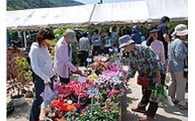 005 商工、農林及び園芸の振興