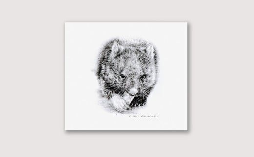 【77-03】ウォンバット（ユキ） 鉛筆画 レプリカ