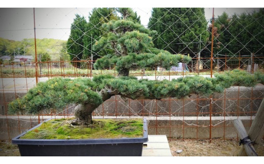 【46-06】 岩崎正光園 五葉松(鉢植え)