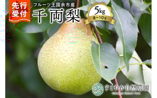 2025年発送[先行予約]令和7年産千両梨5kg箱8〜10玉[すこやか自然農園]