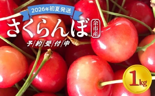 【先行予約:2026年初夏発送】さくらんぼ 毎年大好評!こだわりの東谷農園 余市産 さくらんぼ 1kg