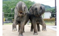 徳山動物園の魅力アップに関する事業