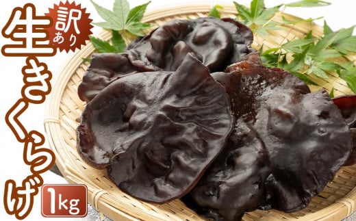 (訳あり)生きくらげ1kg