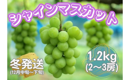 山口県産　冬のシャインマスカット1.2Kg（2～3房）