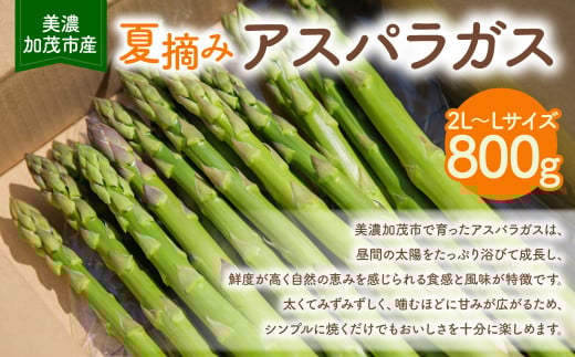 [2025年6月中旬〜7月中旬 発送予定][夏収穫]アスパラガス 800g | 神戸ファーム 野菜 アスパラ 新鮮 旬 グリーンアスパラ