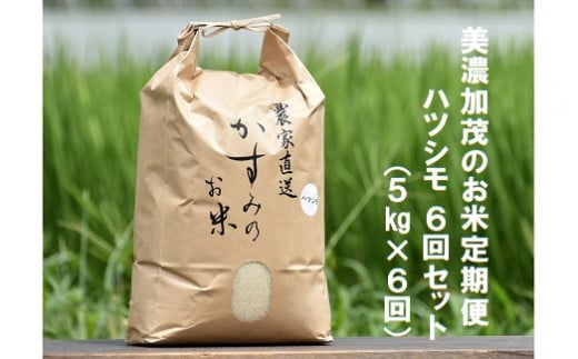 【予約】令和6年産米 美濃加茂の お米 定期便（毎月） 6回セット ( 5kg×6回 ) | ハツシモ 春見ライス 米 コメ