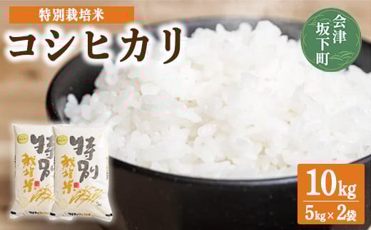 3-C コシヒカリ 白米 会津 5kg 2袋 計10kg 令和7年産米 | 減農薬 特別栽培米 米 お米 藤川農産 ※2025年10月上旬頃より順次発送予定