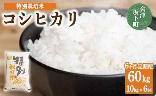 3-O 【6ヶ月定期便】コシヒカリ 白米 会津 10kg 6回 計60kg 令和7年産米 | 減農薬 特別栽培米 米 お米 藤川農産 ※2025年10月上旬頃より順次発送予定