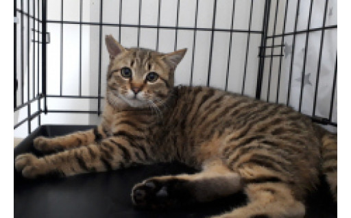 生活環境の保全と動物愛護の推進