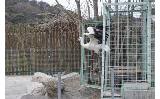 野生鳥獣保護