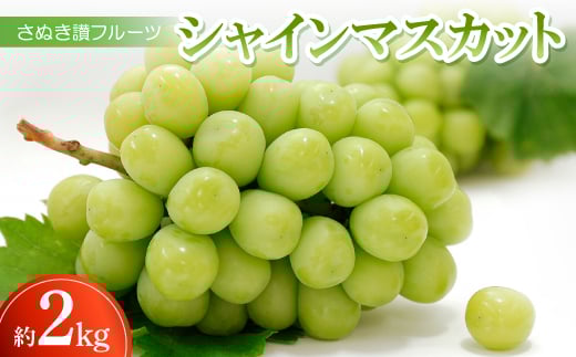 さぬき讃フルーツ「シャインマスカット」約2kg<令和8年8~10月発送>【1609808】