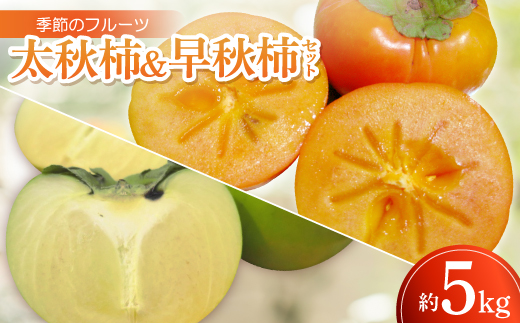 季節のフルーツ「太秋柿&早秋柿セット」計約5kg<令和8年9~10月発送>【1609821】