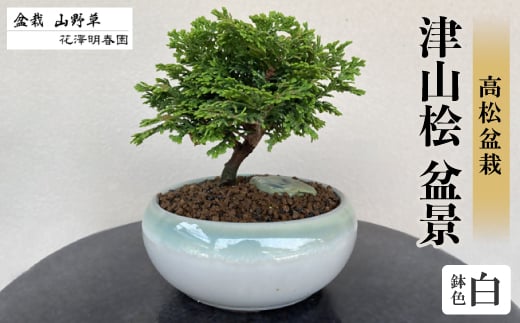 津山桧 盆景 〈白鉢〉【1610961】