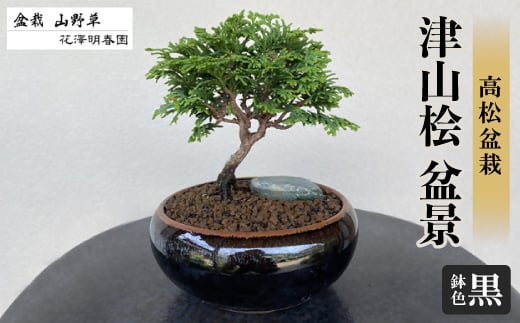 津山桧 盆景 〈黒鉢〉【1610962】