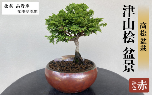 津山桧 盆景 〈赤鉢〉【1610964】