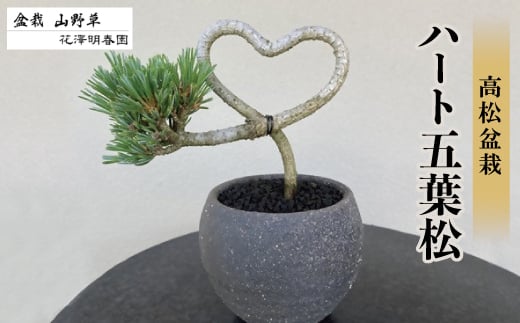 五葉松 ハート【1610965】