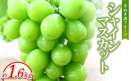 さぬき讃フルーツ「シャインマスカット」約1600g <8~9月より順次発送>【1611396】