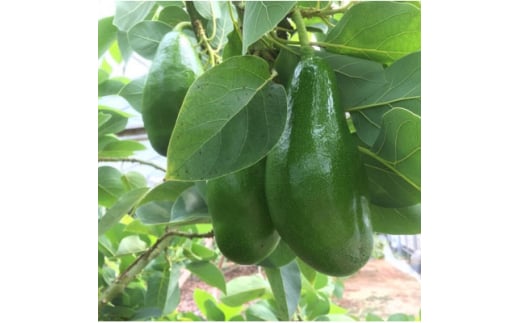 瀬戸内アボカド「みとよグリーン」約1kg(3～4個)【1612297】