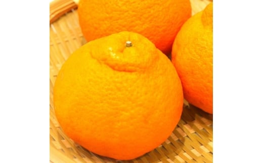 しらぬい(デコポン)約2kg(7~9玉)【1680222】