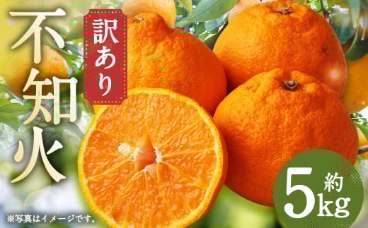 訳あり ご家庭用 長崎県時津町産 不知火 約5kg【2026年3月下旬発送開始】 柑橘 フルーツ 果物