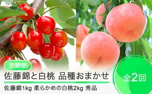 【先行予約】 2回定期便 佐藤錦1kg 白桃2kg さくらんぼ 柔らかめの白桃 品種おまかせ 選べる定期便 山形県産 2026年産 令和8年産 フルーツ 果実  ry-ft2sh3000-s