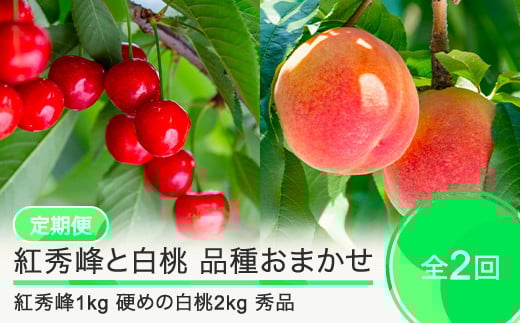 【先行予約】 2回定期便 紅秀峰1kg 白桃2kg さくらんぼ 硬めの白桃 品種おまかせ 選べる定期便 山形県産 2026年産 令和8年産 フルーツ 果実  ry-ft2bh3000-h