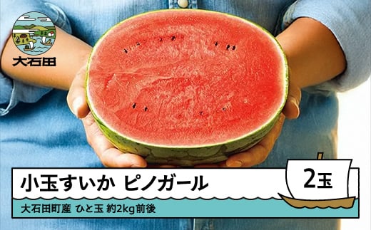 先行予約 すいか 小玉 ピノガール 約2kg前後×2玉 2026年産 令和8年産 山形県産 大石田町産 7月中旬から順次発送 mn-sukxx2