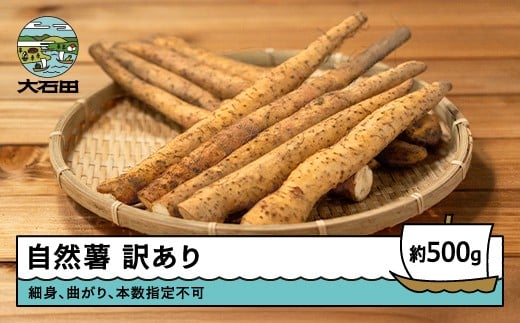 雪国育ちの自然薯 訳あり スティック 500g 野菜 やまいも じねんじょ 山形県 大石田町産 oz-ziwxx500