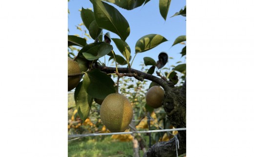 訳あり 数量限定 鳥取県産”王秋梨(おうしゅうなし)” 約5kg (7~15玉)≪2025年11月中旬頃出荷≫