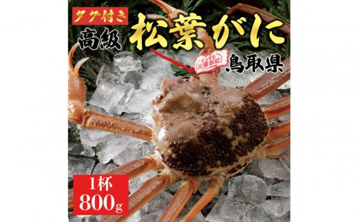 【2025年11月発送】特撰 松葉がに（なま）【ブランドタグ付き】800g超の大きいサイズ 食べ応えあり 特大1杯