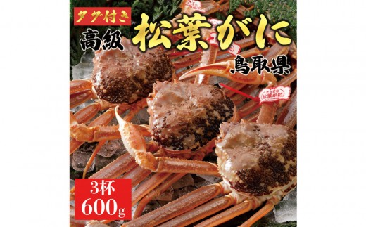 【2025年11月発送】特撰 松葉がに（なま）【ブランドタグ付き】600g超のサイズ  3杯