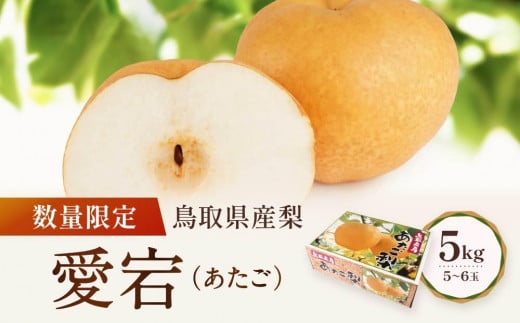 【先行予約】数量限定 鳥取県産梨 愛宕(あたご) 5kg(5~6玉)