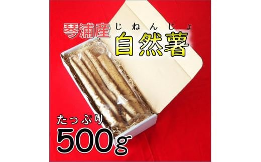 【先行予約】自然薯 500g 鳥取県琴浦町産  【12月上旬発送開始】