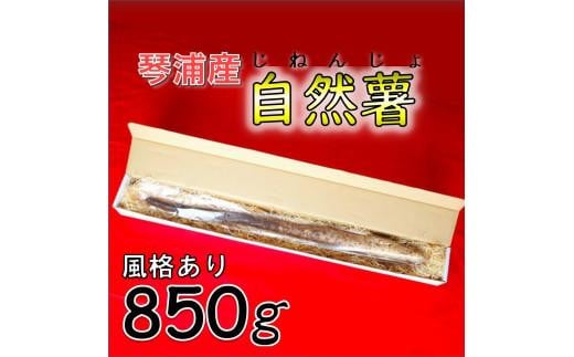 【先行予約】自然薯 850g 鳥取県琴浦町産 【12月上旬発送開始】
