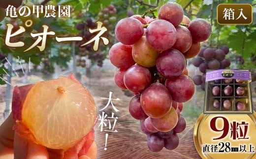 【先行予約・8月下旬以降順次発送】 【農薬・化学肥料不使用】ぶどうの粒 9粒（直径28㎜以上） フルーツ ぶどう 葡萄 ブドウ ピオーネ 有機 無農薬 山口県 山陽小野田市 ふるさと納税 F6L-1078