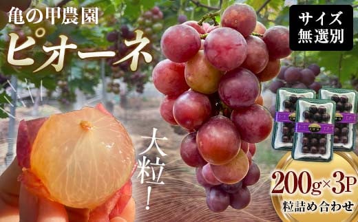 【農薬・化学肥料不使用】ぶどうの粒 無選別（200g）×3パック フルーツ ぶどう 葡萄 ブドウ ピオーネ 有機 無農薬 山口県 山陽小野田市 ふるさと納税 F6L-1227