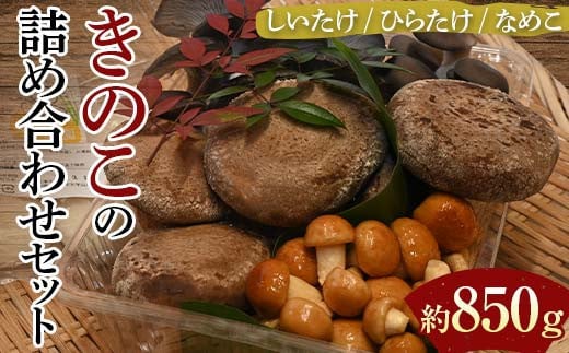 【先行予約】きのこの詰め合わせセット(約850g) 農家直送 しいたけ ひらたけ なめこ ご当地 グルメ 食品  F6L-1138