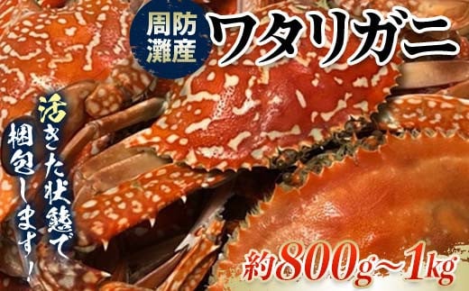 【期間・数量限定】《時間指定不可》 活きたまま発送！周防灘産ワタリガニ　約800ｇ～1kg F6L-1223