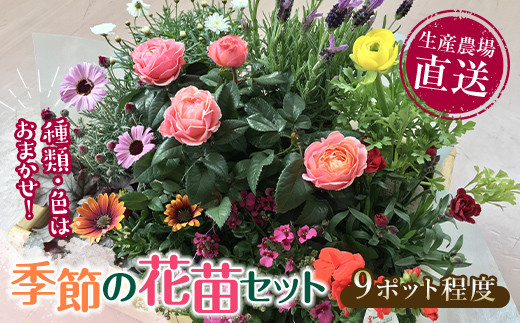 生産農場直送!季節の花苗セット (9ポット程度) 花苗 苗 セット 寄せ植え 花壇 ガーデニング F6L-868