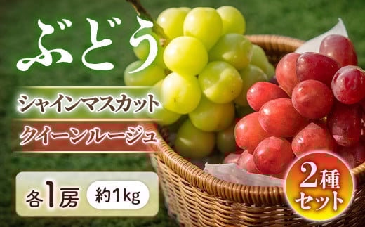 【2026年発送先行予約】シャインマスカット＆クイーンルージュ® 各1房（約1㎏）※2026年9月上旬～9月下旬発送予定※ 果物 フルーツ ぶどう 葡萄
