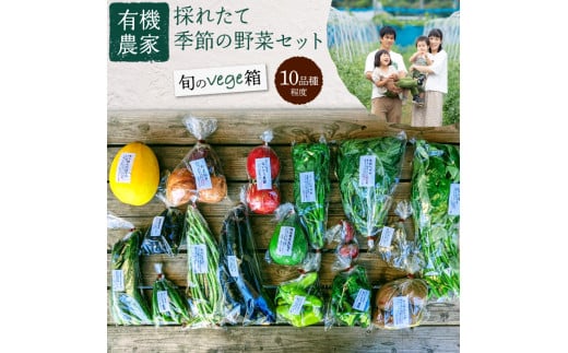 有機農家の採れたて季節野菜のセット【旬のvege箱】 10品種程度 野菜 旬 季節 セット 詰め合わせ 有機 健康 菜の花 ケール  オクラ 大根 埼玉県 伊奈町