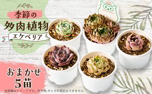 季節のおまかせ多肉植物5苗セット【1394676】
