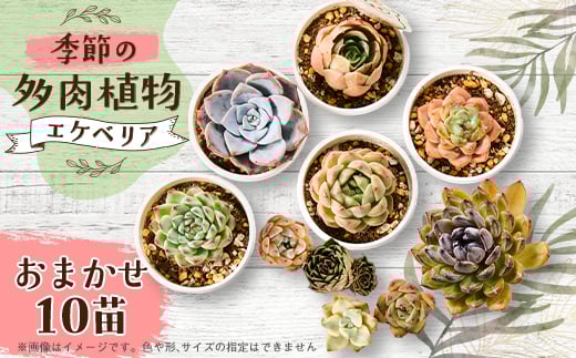 季節のおまかせ多肉植物10苗セット【1394679】
