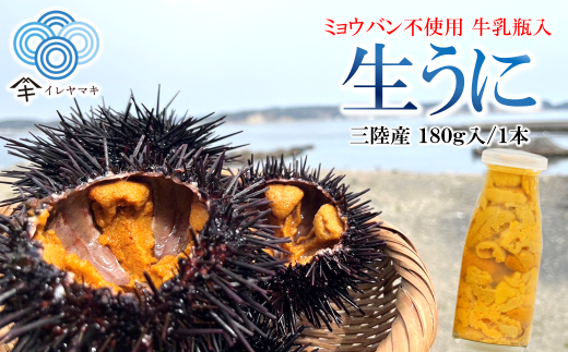 「先行予約」2026年発送分「ミョウバン不使用! 牛乳瓶入 生うに 180g」 岩手 三陸 久慈 冷蔵 牛乳瓶 生 雲丹 ウニ 新鮮 添加物不使用 ミョウバン不使用 配送指定日不可 5月GW以降発送予定