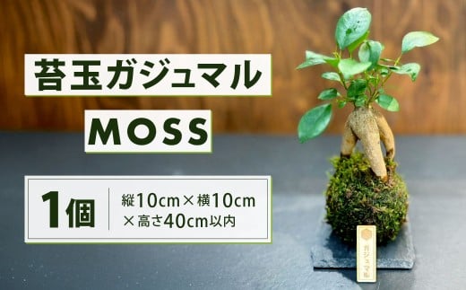 苔玉 ガジュマル -MOSS-  1点 観葉植物 ガジュマルの木 縁起の良い 多幸の樹 幸せを呼ぶ木 幸運 苔 玉 グリーン インテリア