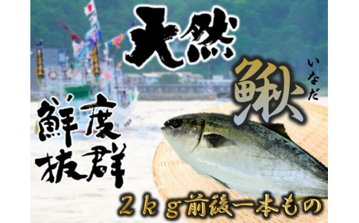 【0500A】古平産イナダ１尾